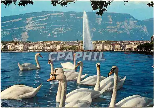 Cartes postales moderne Geneve La Rade Cygnes