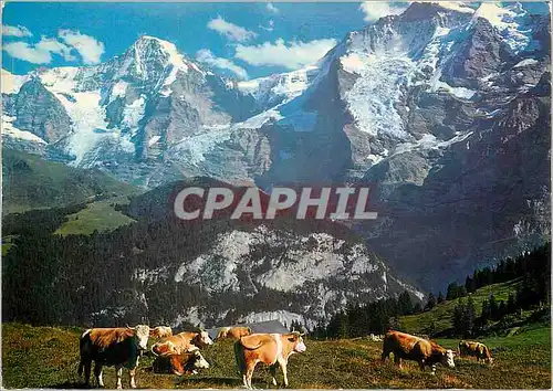 Cartes postales moderne Interlaken Monch und Jungfrau