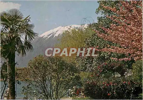 Cartes postales moderne Locarno Lago Maggiore