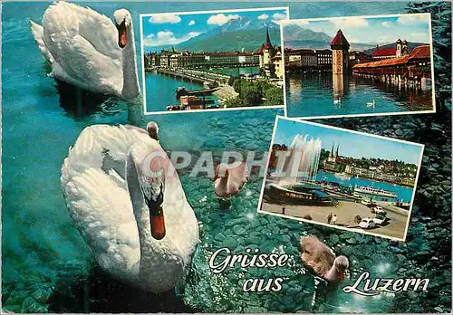 Cartes postales moderne Grusse aus Luzern Cygnes