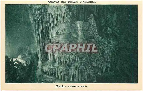 Ansichtskarte AK Cuevas del Drach Mallorca Macizo arborescente