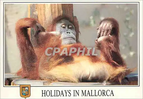 Cartes postales moderne Holidays in Mallorca Singe Monkey