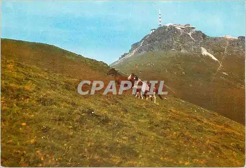 Moderne Karte Chevaux sauvages