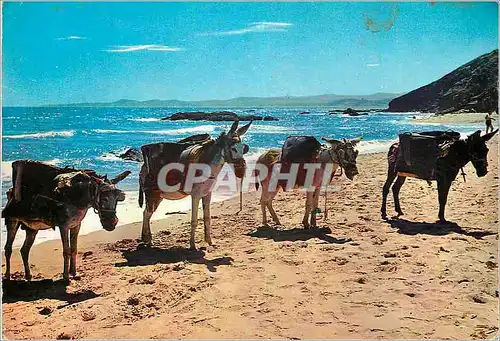Cartes postales moderne Espana Des petits anes sabliers Ane Donkey