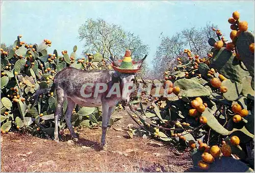 Cartes postales moderne Champ de figuiers d'Inde Ane Donkey