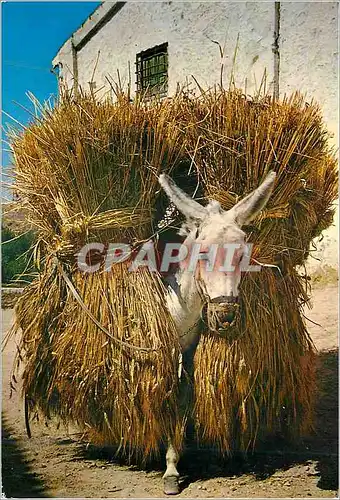 Cartes postales moderne Borrico Cargado de Trigo Bourricot charge de ble Ane Donkey