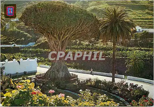 Cartes postales moderne Tenerife Drago Milenario