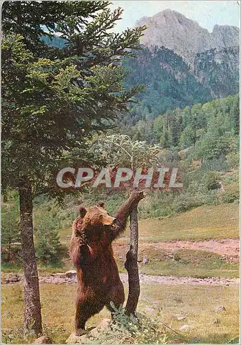 Cartes postales moderne Hecho Pirineo Aragones Oso Ursus aretos Pyrenaicus Ours