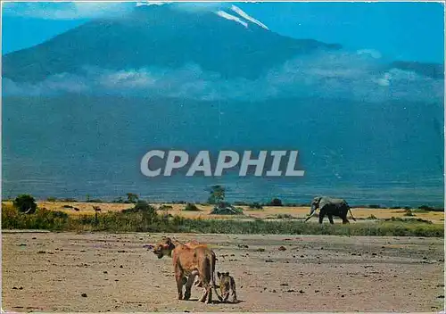 Moderne Karte african wild life lions elephant