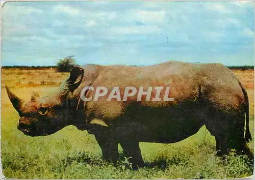 Cartes postales moderne un siecle apres livingstone Kenya Rhinoceros Tanganyka