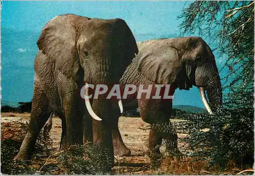 Cartes postales moderne African wildlife elephants