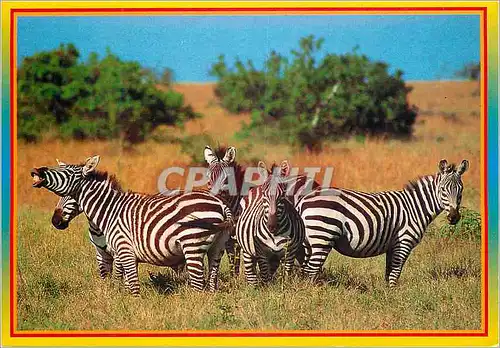 Moderne Karte African wildlife Zebra
