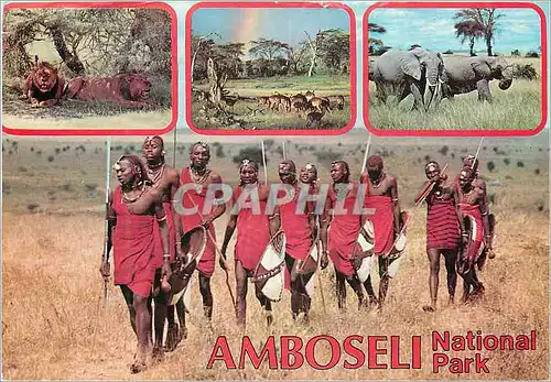 Cartes postales moderne Kensta wildlife series amboseli National Park Elephant