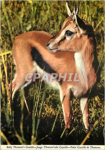 Moderne Karte Gazelle de Thomson mieux connue sous le nom de Tommies