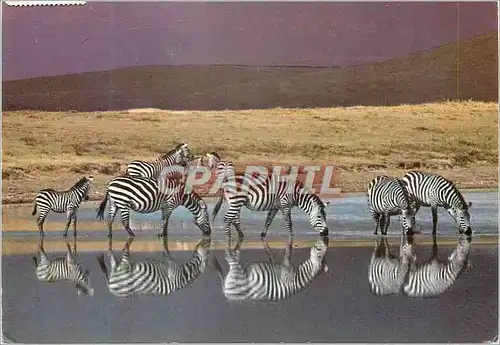 Cartes postales moderne African wild life
