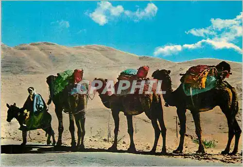 Cartes postales moderne Lebanon a caravan Chameau
