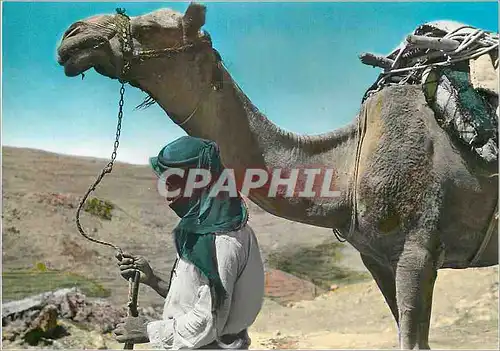 Cartes postales moderne Lebanon a camel driver Chameau