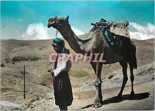 Cartes postales moderne a camel driver chamelier