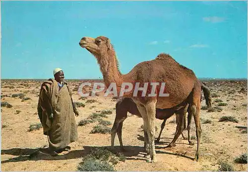 Cartes postales moderne Libya camels in the desert Chameau
