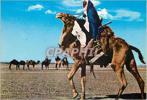 Cartes postales moderne Libya mehari driver Chameau