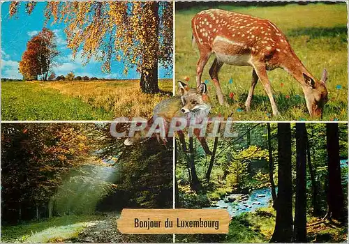 Cartes postales moderne Luxembourg Daime Renard