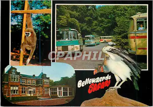 Cartes postales moderne Bellewaerde Safari Bann route menen leper Singe Rapace Parc d'attractions