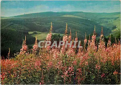 Cartes postales Paysage d'ardennes