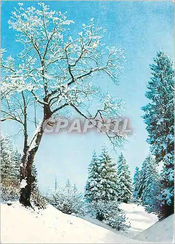 Cartes postales moderne Arbre sous la neige