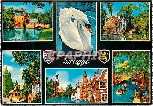 Cartes postales moderne Brugge Cygne