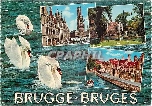 Cartes postales moderne Brugge Cygnes