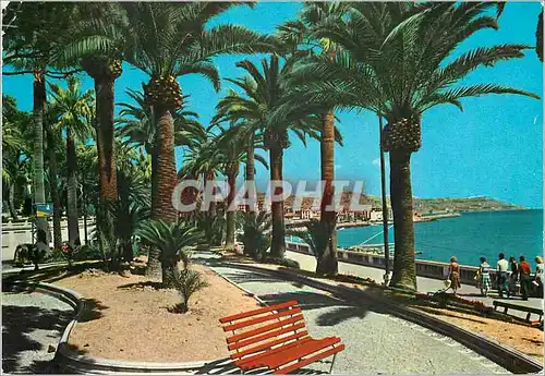 Cartes postales moderne San Remo Riviera dei Fiori Palmer de Rue Imperatrice