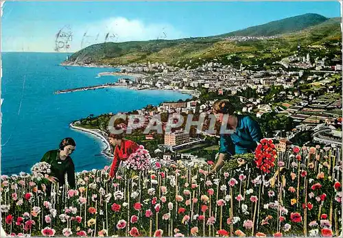 Cartes postales moderne San Remo Riviera dei fiori Recolte d'oeillets