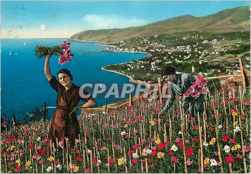 Cartes postales moderne San Remo Riviera dei fiori Vue generale Recolte des Fleurs