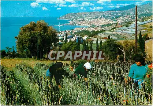 Cartes postales moderne San Remo Riviera dei fiori Panorama vu des champs d'oeilles de Paggio