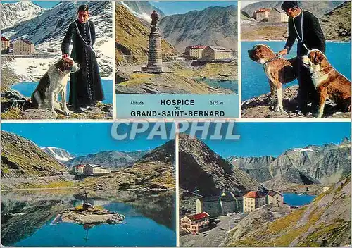 Cartes postales moderne Hspice du grand saint bernard alt 2472 m Chien