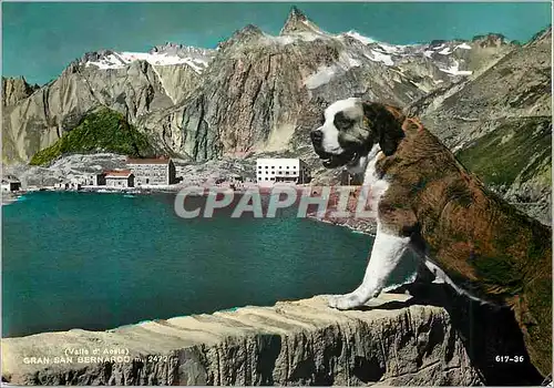 Cartes postales moderne Chiens Saint Bernard