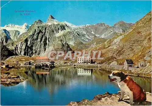 Moderne Karte Col du grand saint bernado valais (suisse)alt 2472 m Chien