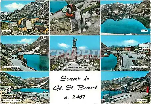 Moderne Karte Souvenir du Gd st bernard m 2467 Chien