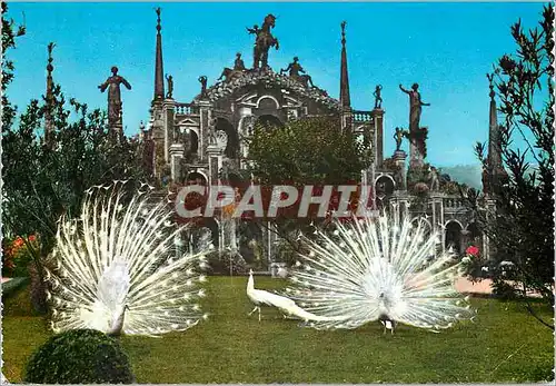 Cartes postales moderne Lac majeur belle ile jardin avec les paons