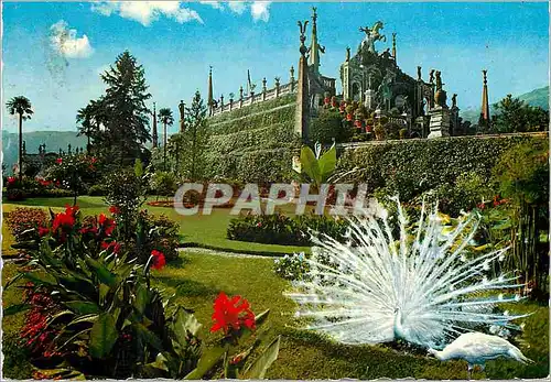 Cartes postales moderne Giardini dell isola bella (lago maggiore) Paon