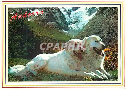 Cartes postales moderne Andorra Valls d'Andorra Chiens des Pyrenees