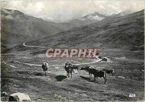 Cartes postales moderne Andorra Valls d'Andorra Vaches