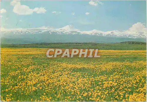 Cartes postales moderne Mouet Afarad