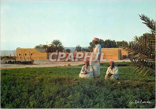 Cartes postales moderne Riyadh Fermiers aux environs de la ville
