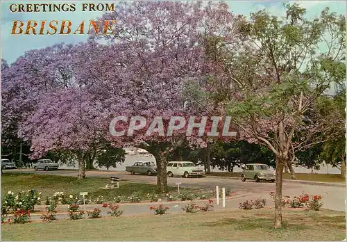 Cartes postales moderne Brisbane Greetings from Brisbane