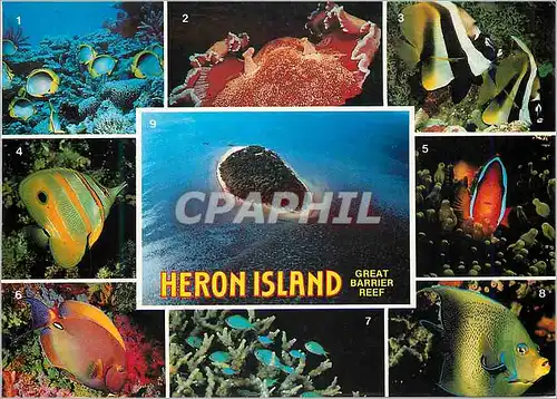Cartes postales moderne Heron Island Great Barrier Reef