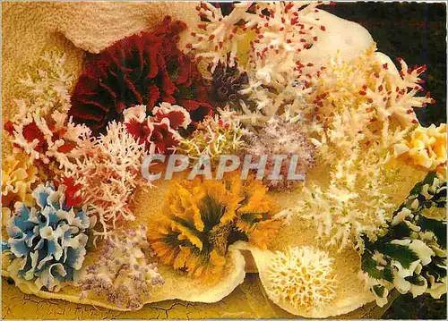Cartes postales moderne Australia Selected coral of the Great Barrier Reef