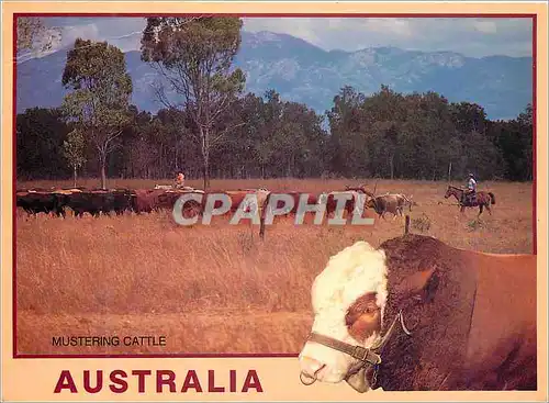 Moderne Karte Australia Mustering Cattle Outback