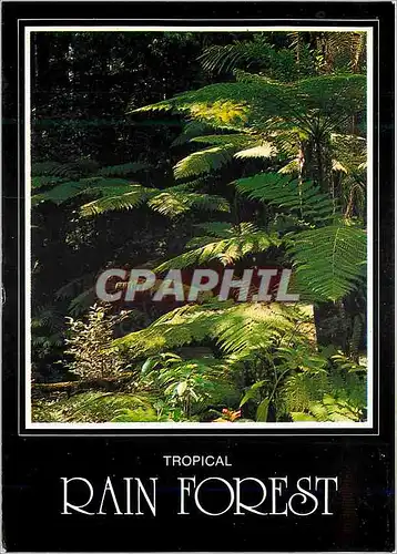 Cartes postales moderne Australia Tropical Rain Forest