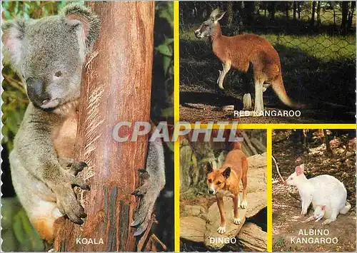 Cartes postales moderne Australia Animals of Australia Red Kangaroo Koala Dingo